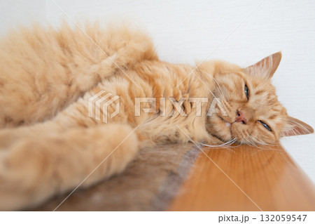 部屋の中でくつろぐ可愛い猫　茶トラ猫 132059547