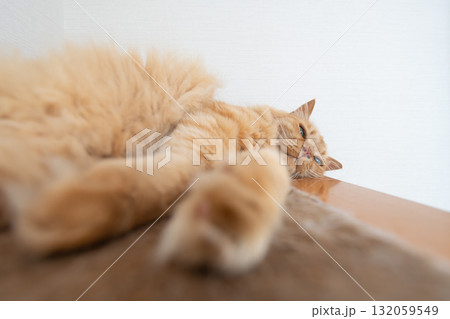 部屋の中でくつろぐ可愛い猫　茶トラ猫 132059549