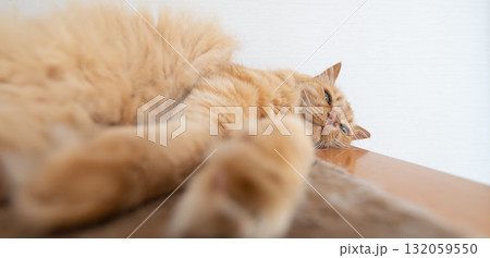 部屋の中でくつろぐ可愛い猫 茶トラ猫 部屋の中でくつろぐ可愛い猫 茶トラ猫 132059550