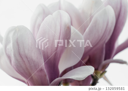 Magnolia Sulanjana flowers with petals in the spring season. beautiful pink magnolia flowers in spring, selective focusing. 132059581
