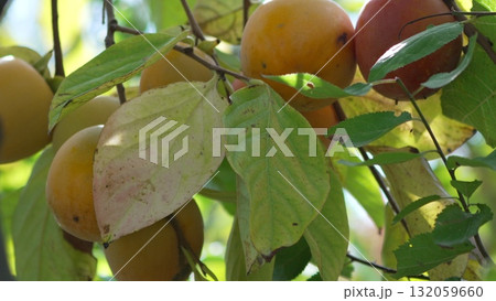 Persimmon Fruit Tree: Ripe orange fruit hanging on green leafy branches in autumn, ready for harvest. Persimmon Fruit Tree: Ripe orange fruit hanging on green leafy branches in autumn, ready for harvest. 132059660