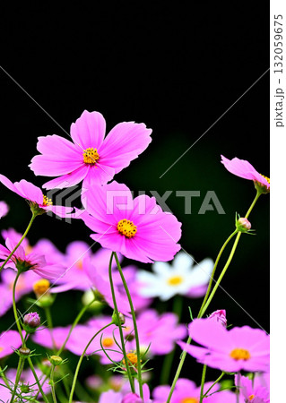 可愛いピンク色のコスモス 132059675