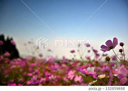 コスモス畑 秋風に揺れる秋桜 コスモス畑 秋風に揺れる秋桜 132059698