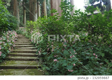岩湧寺の秋海棠と多宝塔と杉木立 岩湧寺の秋海棠と多宝塔と杉木立 132059887