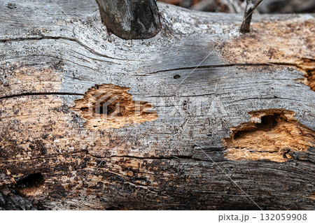 Trunk of an old tree. 132059908