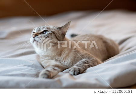ベッドの上でくつろぐ可愛い猫 シャムトラ猫 ベッドの上でくつろぐ可愛い猫 シャムトラ猫 132060181
