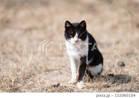 空地で座る猫 黒白猫 空地で座る猫 黒白猫 132060184