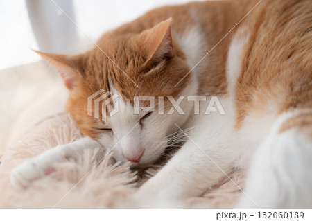 眠る猫 茶トラ白 眠る猫 茶トラ白 132060189