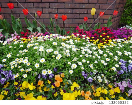 春のカラフルないろいろな花咲く花壇風景 春のカラフルないろいろな花咲く花壇風景 132060322