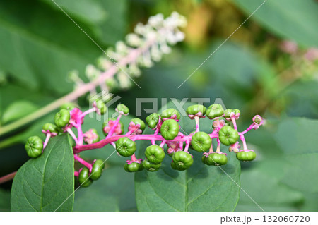 ヨウシュヤマゴボウ（洋種山牛蒡） 132060720