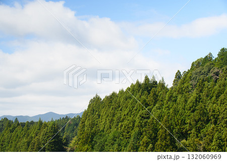 針葉樹林と青空 針葉樹林と青空 132060969