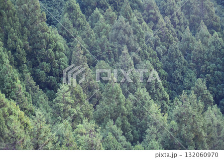 山奥の針葉樹林帯 山奥の針葉樹林帯 132060970