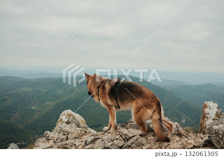 A German Shepherd stands on rocky cliffs overlooking the green mountain valleys of Mount Kablar in Serbia. Hiking with pets concept A German Shepherd stands on rocky cliffs overlooking the green mountain valleys of Mount Kablar in Serbia. Hiking with pets concept 132061305