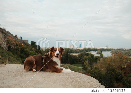Brown Australian Shepherd dog lying on a cliff at Kalemegdan with cityscape and river view of Belgrade in the background. Travel with pet concept. Brown Australian Shepherd dog lying on a cliff at Kalemegdan with cityscape and river view of Belgrade in the background. Travel with pet concept. 132061574