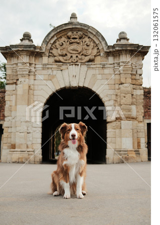 Brown Australian Shepherd dog sitting in front of an old stone gate at Kalemegdan Fortress in Belgrade. Travel with pet concept 132061575