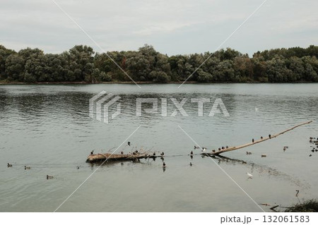 Ducks and birds rest on floating branches in the calm waters of the Danube River, Belgrade Ducks and birds rest on floating branches in the calm waters of the Danube River, Belgrade 132061583