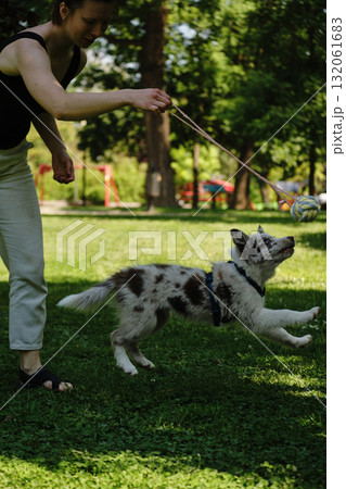 A red merle border collie puppy jumps in the air during playtime with a woman holding a rope toy. Happy dog playing outdoor A red merle border collie puppy jumps in the air during playtime with a woman holding a rope toy. Happy dog playing outdoor 132061683