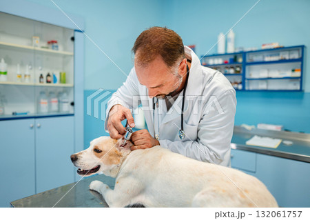 Caring veterinarian examines a loyal dog in a bright clinic Caring veterinarian examines a loyal dog in a bright clinic 132061757