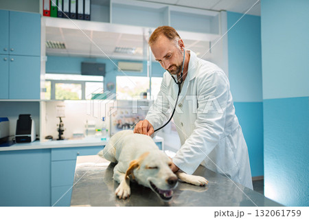 Veterinarian examines a dog in a modern clinic during the afternoon Veterinarian examines a dog in a modern clinic during the afternoon 132061759