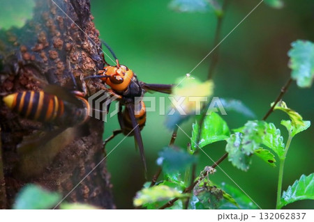 秋のオオスズメバチ 秋のオオスズメバチ 132062837