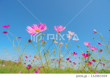 コスモス　秋イメージ 132063304