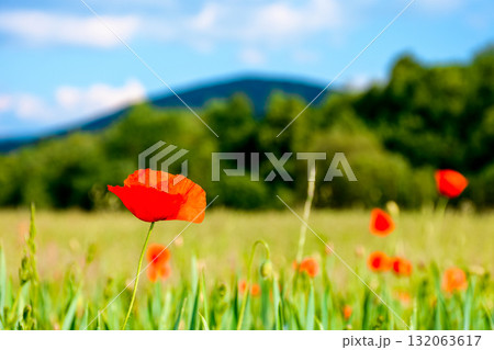 mountain landscape with red poppy flowers blooming on the green rural field. beautiful agricultural countryside of ukraine with forested hills on summer evening. blurred background narrow view mountain landscape with red poppy flowers blooming on the green rural field. beautiful agricultural countryside of ukraine with forested hills on summer evening. blurred background narrow view 132063617