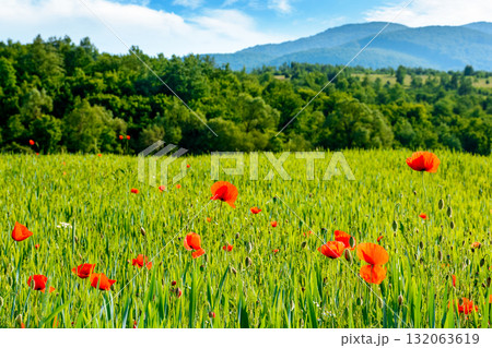 mountain landscape with red poppy flowers blooming on the green rural field. beautiful agricultural countryside of ukraine with forested hills on summer evening. blurred background narrow view 132063619