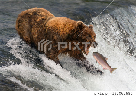 Bear about to catch salmon in mouth Bear about to catch salmon in mouth 132063680