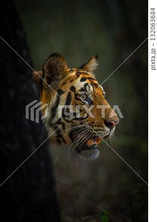 Bengal tiger stands poking head past tree Bengal tiger stands poking head past tree 132063684