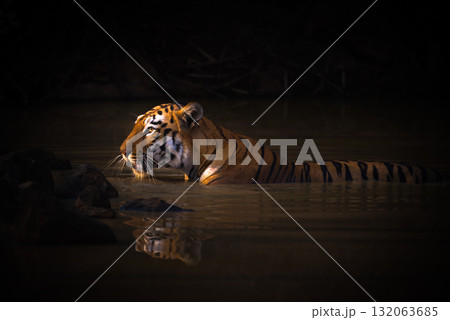 Bengal tiger with catchlight in water hole 132063685