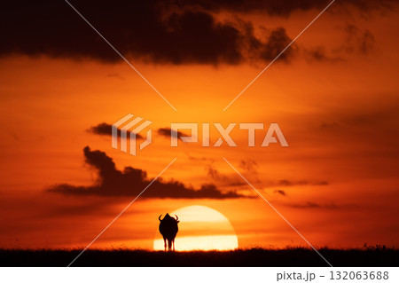 Blue wildebeest silhouetted against sun on horizon 132063688