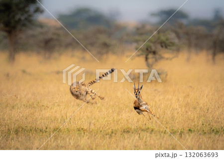 Cheetah chasing Thomson gazelle among whistling thorns Cheetah chasing Thomson gazelle among whistling thorns 132063693