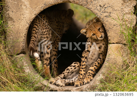Cheetah cub lying in pipe with another 132063695