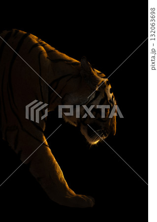 Close-up of Bengal tiger walking in darkness Close-up of Bengal tiger walking in darkness 132063698