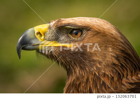 Close-up of golden eagle head with catchlight Close-up of golden eagle head with catchlight 132063701
