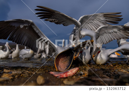 Dalmatian pelican grabs fish on rocky shore 132063712