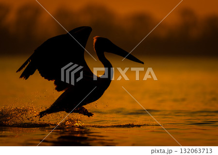 Dalmatian pelican hops across lake at dawn Dalmatian pelican hops across lake at dawn 132063713