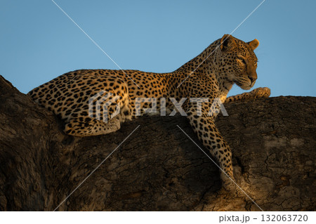 Female leopard lies on branch lifting head Female leopard lies on branch lifting head 132063720