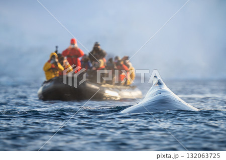 Humpback whale surfaces near photographers in boat 132063725