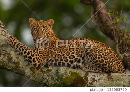 Leopard lies on branch looking for prey 132063730