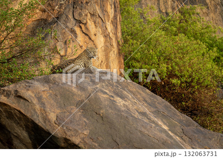Leopard lies on rock staring into distance 132063731