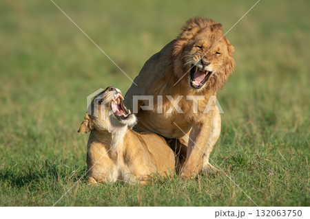 Male and female lions roar during mating Male and female lions roar during mating 132063750