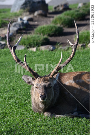 ご立派な角を持つエゾジカの正面顔 132063932
