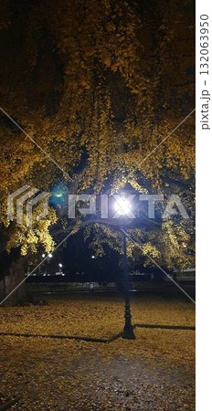 Street lamp glowing under a yellow ginkgo tree in the evening, mobile photo. Warm autumn atmosphere perfect for illustrating fall season, city mood, nostalgia, and tranquil urban nature. 132063950