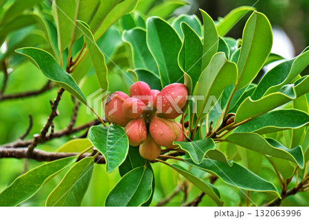 朱色のオガタマノキの実(秋、十月) 朱色のオガタマノキの実(秋、十月) 132063996
