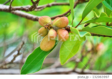 朱色のオガタマノキの実（秋、十月） 132063997