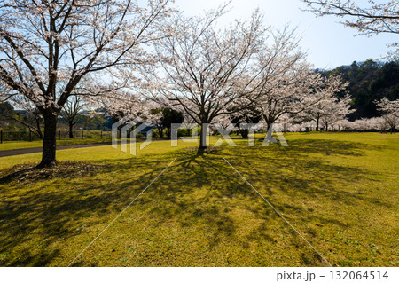 桜のある風景 桜のある風景 132064514