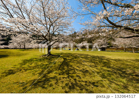 桜のある風景 132064517