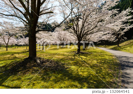 桜のある風景 132064541