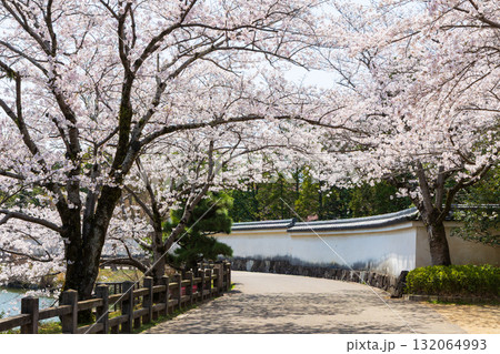 春の兵庫県姫路市 世界遺産 国宝姫路城と桜 春の兵庫県姫路市 世界遺産 国宝姫路城と桜 132064993
